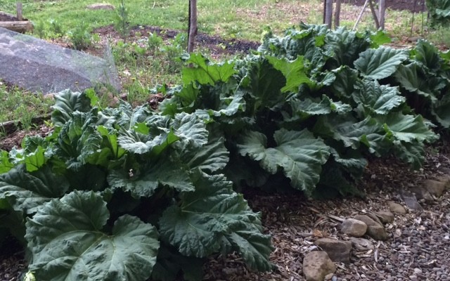 One of our new and healthy rhubarb patches today!